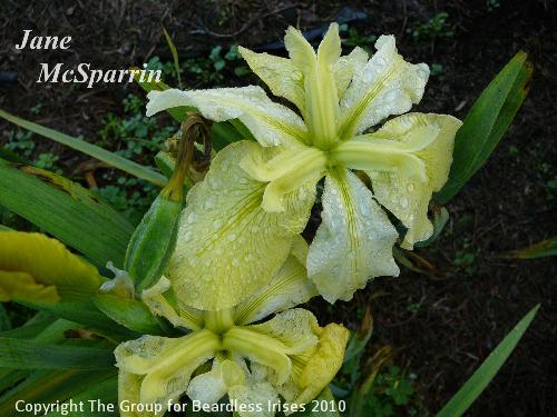 Jane McSparrin 